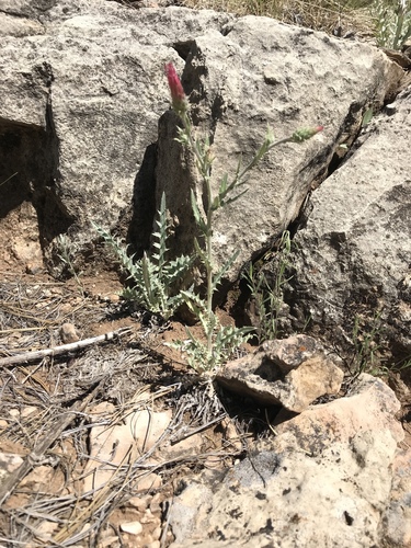 Cirsium arizonicum var. rothrockii