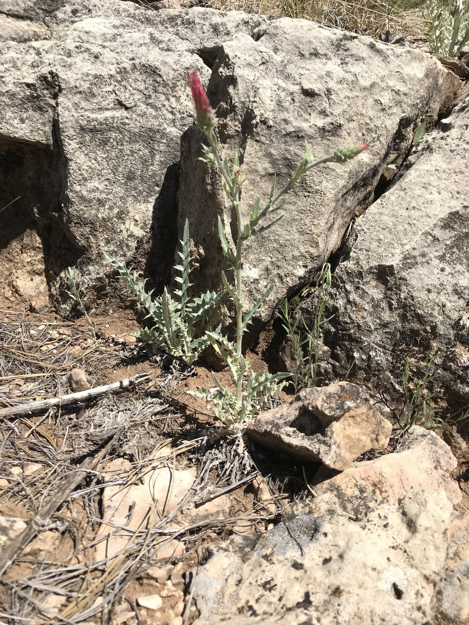 Cirsium arizonicum var. rothrockii