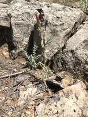 Cirsium arizonicum rothrockii
