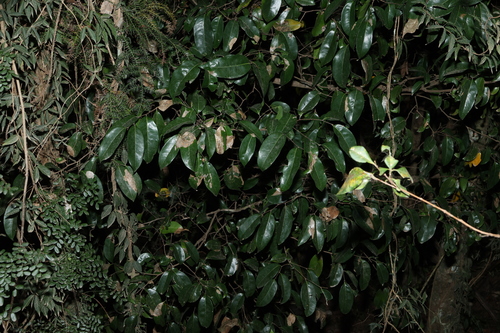 Image of Huberantha nitidissima by (c) Greg Tasney, some rights reserved (CC BY-SA)