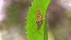 Conogethes punctiferalis