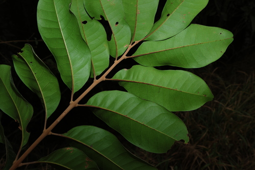 Image of Cupaniopsis simulata by (c) Greg Tasney, some rights reserved (CC BY-SA)