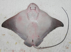 Southern Eagle Ray photo 3