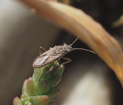 Ortholomus punctipennis