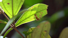 Trichophysetis pulchella