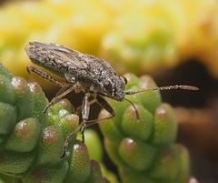 Ortholomus punctipennis