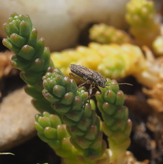 Ortholomus punctipennis