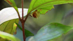 Trichophysetis pulchella