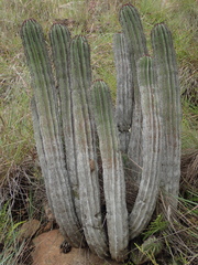 Euphorbia polygona, photograph (c) Rosario Douglas, some rights reserved (CC BY)
