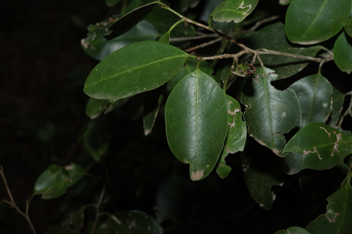Image of Geijera salicifolia by (c) Greg Tasney, some rights reserved (CC BY-SA)