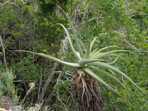 Image of Tilt-Head Aloe (Aloe speciosa) by (c) Rosario, some rights reserved (CC BY)