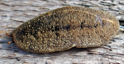 Cuban Leaf Slug