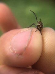 Chrysops cincticornis