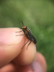 Chrysops cincticornis