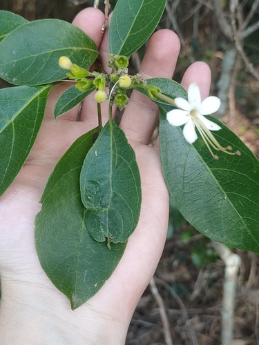 Image of Clerodendrum tomentosum by (c) Daniel Stephan, some rights reserved (CC BY)