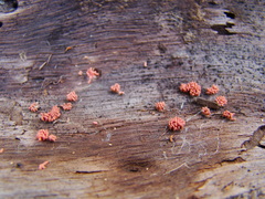 Arcyria insignis