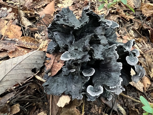 Polyozellus multiplex