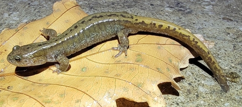 Three-toed Salamander