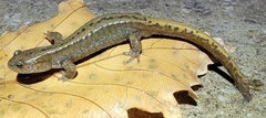 Far East Salamander photo 3