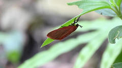 Arctioblepsis rubida