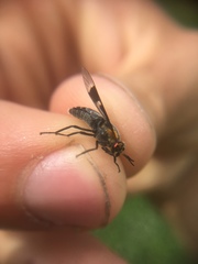 Chrysops cincticornis