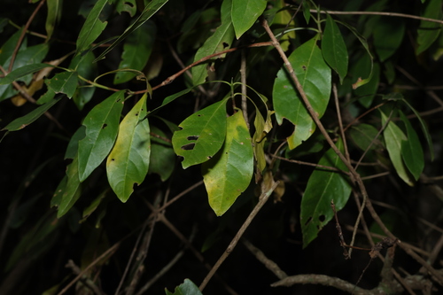 Image of Pavetta australiensis by (c) Greg Tasney, some rights reserved (CC BY-SA)