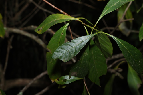Image of Pavetta australiensis by (c) Greg Tasney, some rights reserved (CC BY-SA)