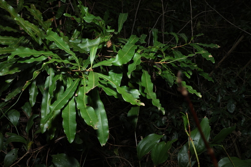 Image of Floydia praealta by (c) Greg Tasney, some rights reserved (CC BY-SA)