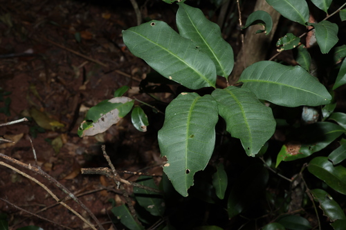 Image of Cupaniopsis simulata by (c) Greg Tasney, some rights reserved (CC BY-SA)