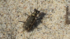 Ellipsoptera macra