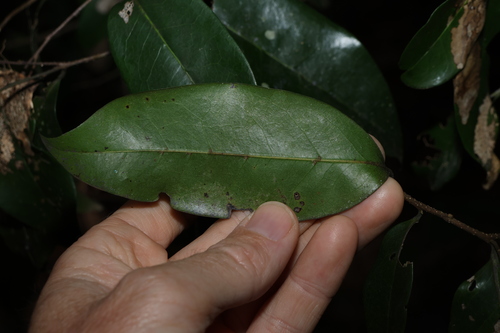 Image of Huberantha nitidissima by (c) Greg Tasney, some rights reserved (CC BY-SA)