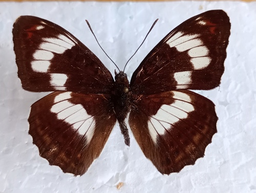 Limenitis sydyi