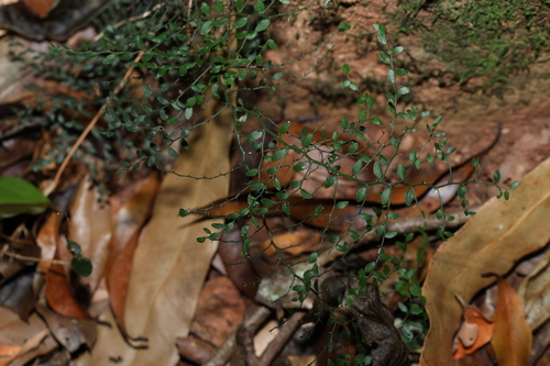 Image of Scrambling Caper (Capparis sarmentosa) by (c) Greg Tasney, some rights reserved (CC BY-SA)