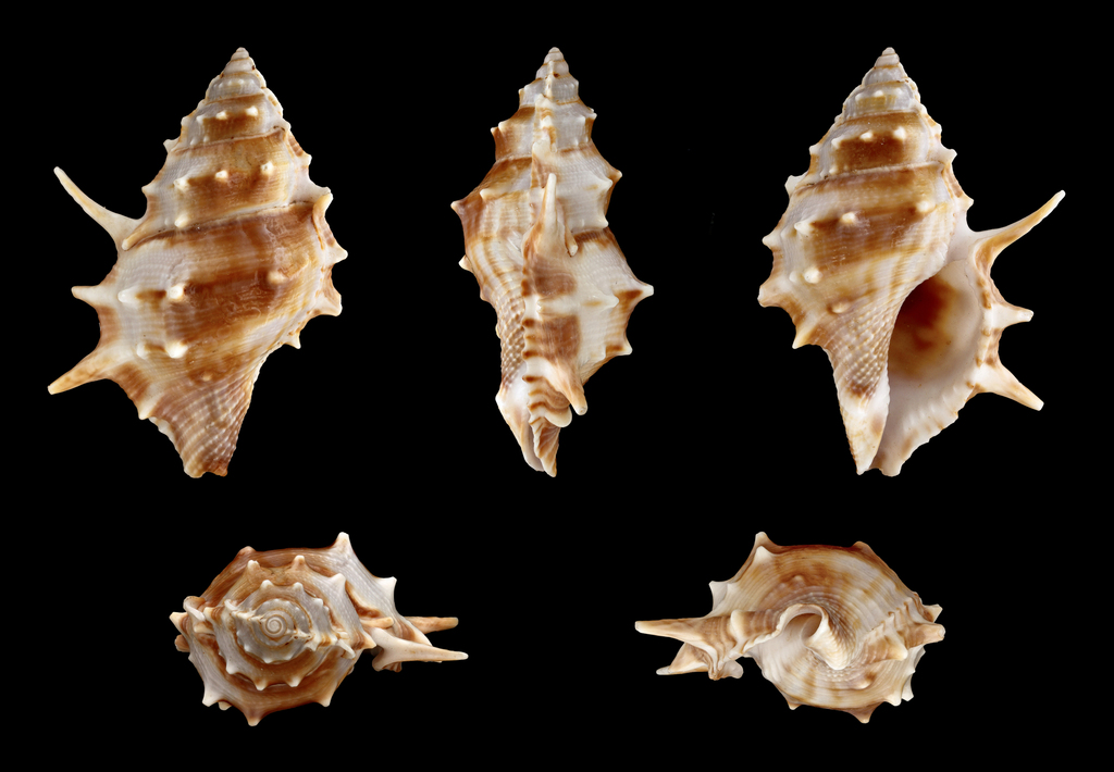 Spiny Frog shell