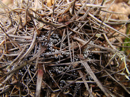 Badhamia Melanospora (protozoans Of The Usa) · Inaturalist