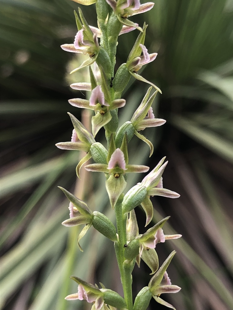Prasophyllum fitzgeraldii