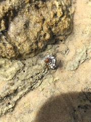 Nodilittorina pyramidalis