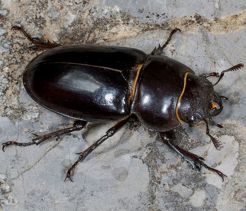 Iberian Stag Beetle