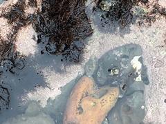 Acanthinucella spirata