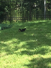 Sciurus carolinensis