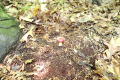 Russula silvicola
