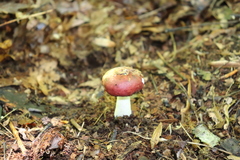 Russula silvicola