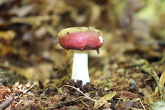 Russula silvicola