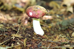 Russula silvicola