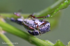 Hybreoleptops tuberculifer