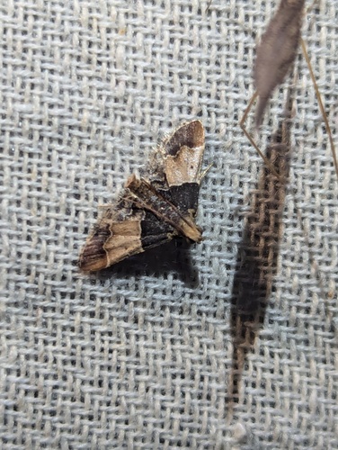 Painted Meal Moth