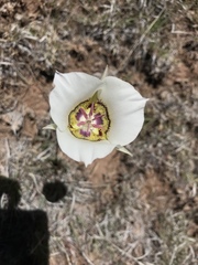 Calochortus ambiguus