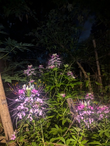 Ein weiteres Foto von Spinnenblume