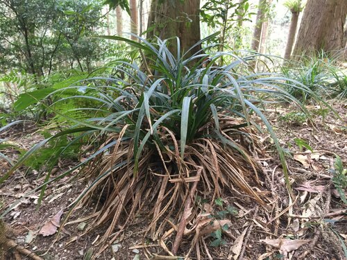 Carex hoozanensis iNat (1)