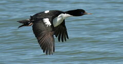 Otago Shag photo 2